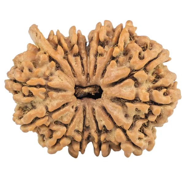 14 Mukhi Ganesh 28.7mm 4.77gm - Rudraksha