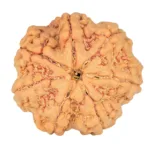 7 Mukhi Rudraksha 26.5mm 6.53gm - Rudraksha
