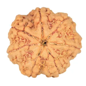 7 Mukhi Rudraksha 26.5mm 6.53gm