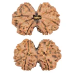 7 MK Gaurishankar 30.3mm 5.11gm - Rudraksha