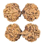8 MK Gaurishankar 39.8mm 6.3gm - Rudraksha