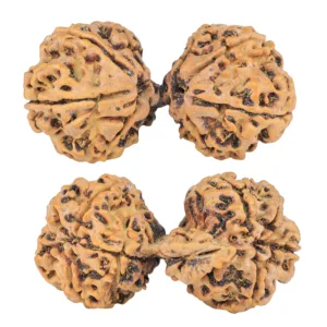 8 MK Gaurishankar 39.8mm 6.3gm - Rudraksha