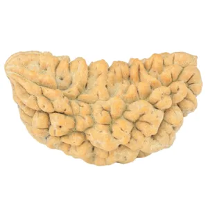 1 Mukhi Rudraksha 34.8mm 4gm - Rudraksha
