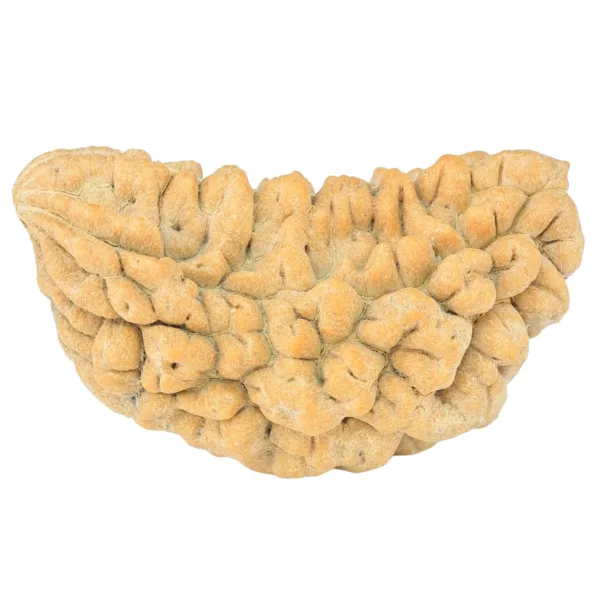 1 Mukhi Rudraksha 34.8mm 4gm - Rudraksha