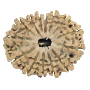 14 Mukhi Rudraksha 27.5mm 3.64gm - Rudraksha