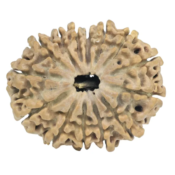 14 Mukhi Rudraksha 27.5mm 3.64gm - Rudraksha