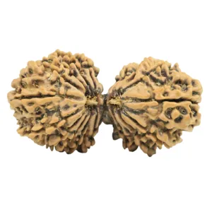 18 Mukhi Gaurishankar 39.6mm 5.71gm - Rudraksha