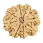 9 Mukhi Rudraksha 29.6mm 5.85gm - Rudraksha