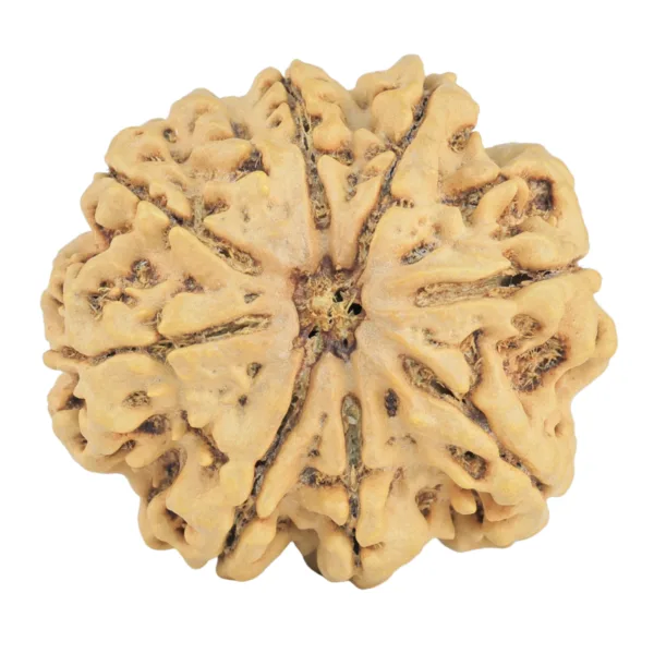 9 Mukhi Rudraksha 29.6mm 5.85gm - Rudraksha