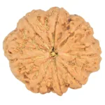 8 Mukhi Rudraksha 32.5mm 8.29gm - Rudraksha