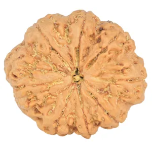 8 Mukhi Rudraksha 32.5mm 8.29gm - Rudraksha