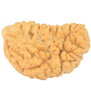 1 Mukhi Rudraksha 33.3mm 5.63gm - Rudraksha