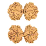 9 MK Gaurishankar 36.7mm 5.7gm - Rudraksha