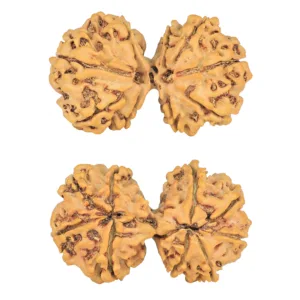 9 MK Gaurishankar 36.7mm 5.7gm - Rudraksha