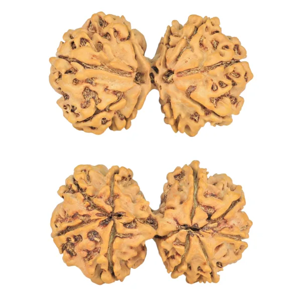 9 MK Gaurishankar 36.7mm 5.7gm - Rudraksha