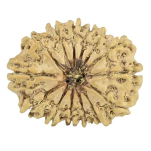 14 Mukhi Rudraksha 27.4mm 3.78gm - Rudraksha