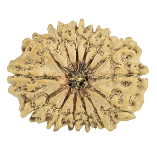 14 Mukhi Rudraksha 27.4mm 3.78gm - Rudraksha