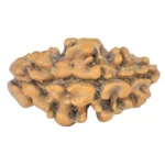 1 Mukhi Rudraksha 16.2mm 0.45gm - Rudraksha