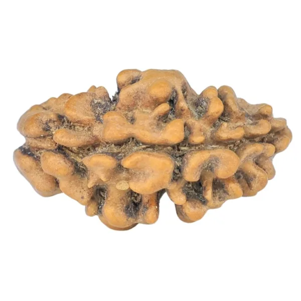 1 Mukhi Rudraksha 16.2mm 0.45gm - Rudraksha