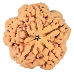 5 Mukhi Rudraksha 30.3mm 8.87gm - Rudraksha