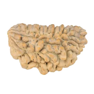 1 Mukhi Rudraksha 36.2mm 5.32gm - Rudraksha