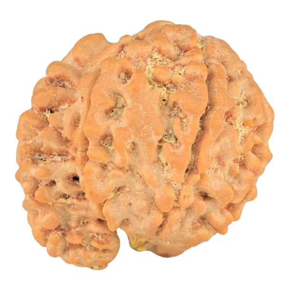6+1 Mukhi Sawar 26.2mm 6.09gm - Rudraksha