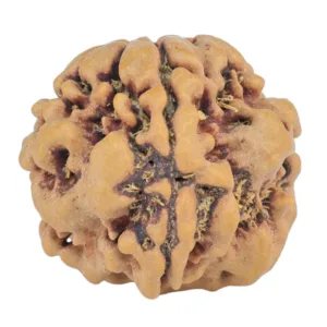 1MK(Underdeveloped) 18.3mm 2.29gm - Rudraksha