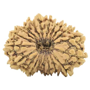 20 Mukhi Rudraksha 26.8mm 3gm - Rudraksha
