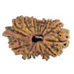 14 Mukhi Ganesh 29.9mm 3.58gm - Rudraksha