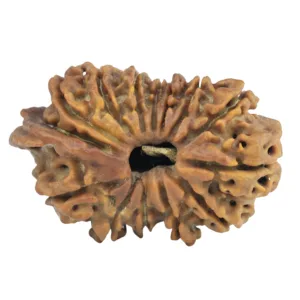 14 Mukhi Ganesh 29.9mm 3.58gm - Rudraksha