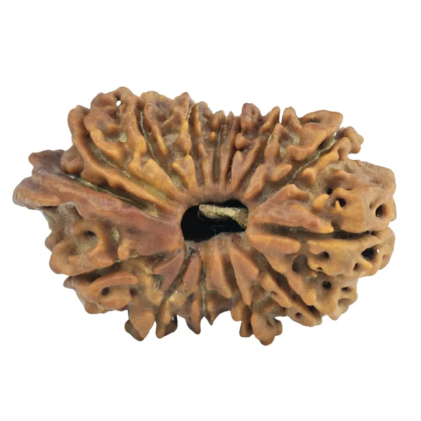 14 Mukhi Ganesh 29.9mm 3.58gm - Rudraksha