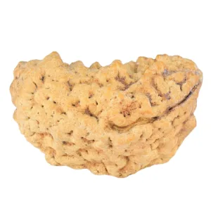 1 Mukhi Rudraksha 33.8mm 6.6gm - Rudraksha