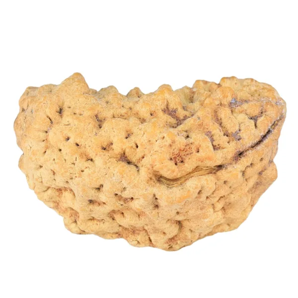 1 Mukhi Rudraksha 33.8mm 6.6gm - Rudraksha