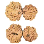 11 MK Gaurishankar 36.1mm 4.82gm - Rudraksha