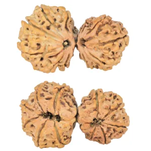 11 MK Gaurishankar 36.1mm 4.82gm - Rudraksha