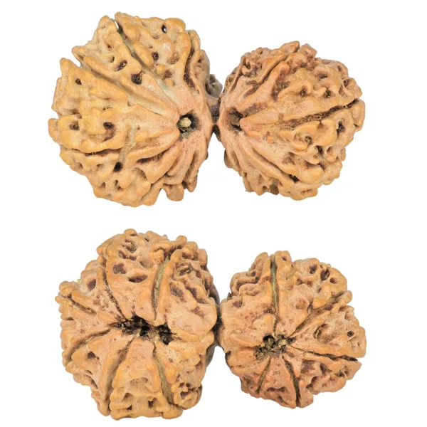 11 MK Gaurishankar 36.1mm 4.82gm - Rudraksha