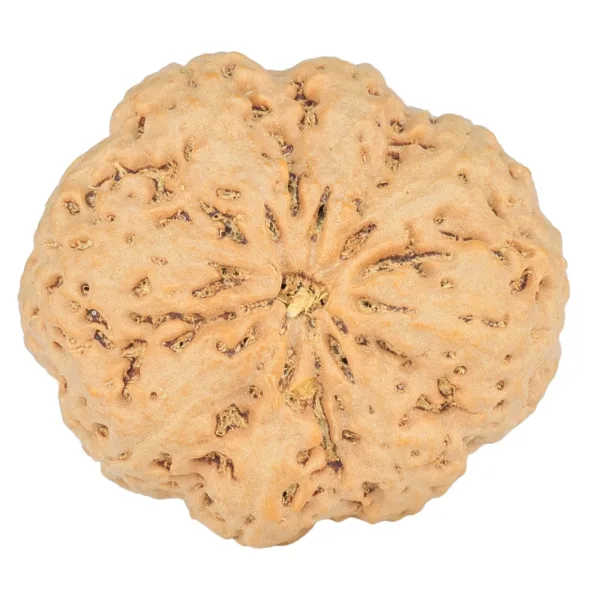 8 Mukhi Rudraksha 32.1mm 8gm - Rudraksha
