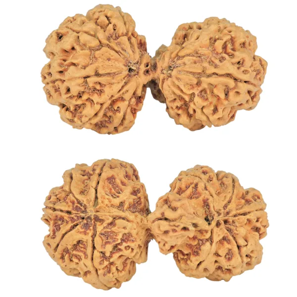 10 Mk Gaurishankar 42.4mm 8.24gm - Rudraksha