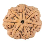 7 Mukhi Rudraksha 29.6mm 8.16gm - Rudraksha