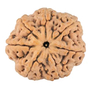 7 Mukhi Rudraksha 29.6mm 8.16gm - Rudraksha