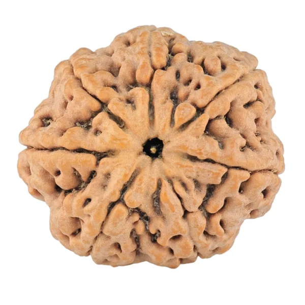 7 Mukhi Rudraksha 29.6mm 8.16gm - Rudraksha