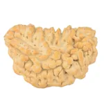1 Mukhi Rudraksha 35.4mm 6gm - Rudraksha