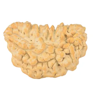 1 Mukhi Rudraksha 35.4mm 6gm - Rudraksha