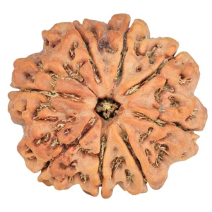 8 Mukhi Rudraksha 26.8mm 6.23gm - Rudraksha