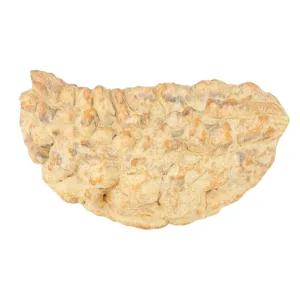 1 Mukhi Rudraksha 33.9mm 3.41gm - Rudraksha