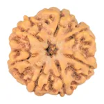 7 Mukhi Rudraksha 26mm 6.57gm - Rudraksha