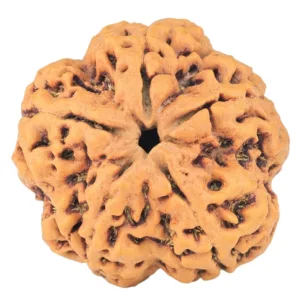 5 Mukhi Rudraksha 31.1mm 9gm - Rudraksha