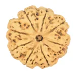8 Mukhi Rudraksha 29.2mm 5.06gm - Rudraksha