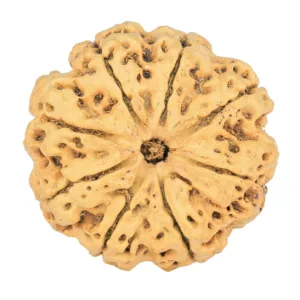 8 Mukhi Rudraksha 29.2mm 5.06gm - Rudraksha