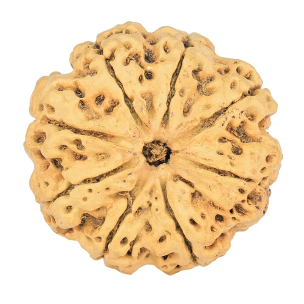 8 Mukhi Rudraksha 29.2mm 5.06gm - Rudraksha